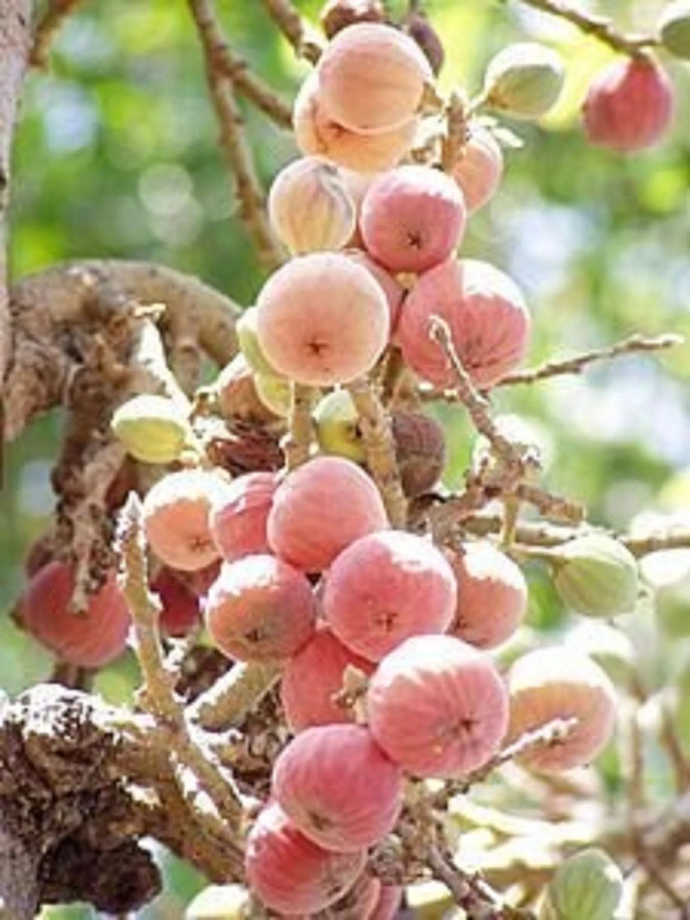 Ficus sycomorus Egyptian fig seeds