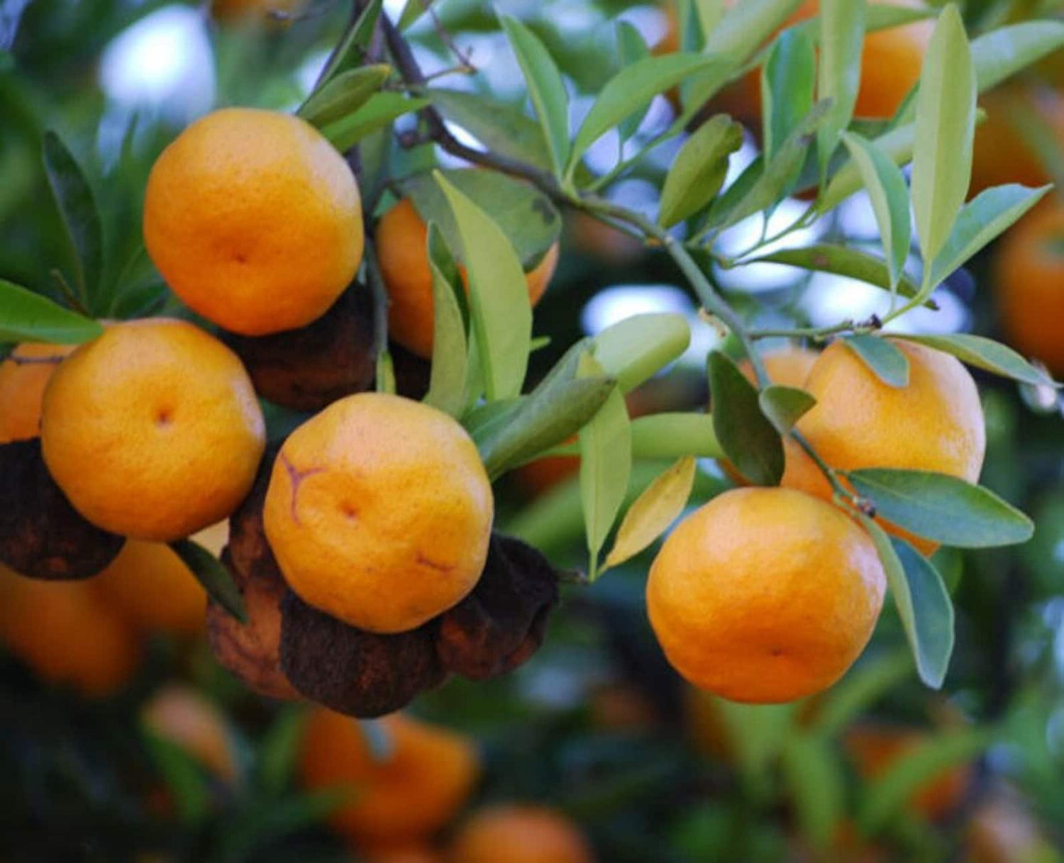 African Cherry Orange (Citropsis articulata) Seeds