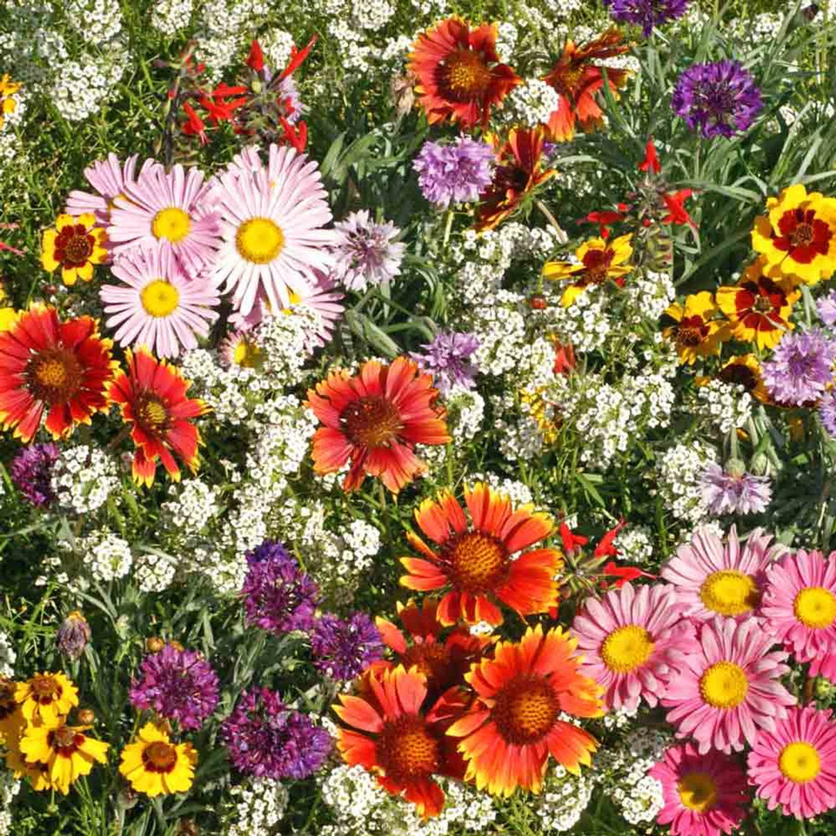Flower Seed Mix - Attract Hummingbirds & Butterflies Oz Seeds – Heirloom, Non-GMO, High Germination Organic Garden Seeds