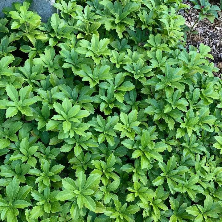 Pachysandra Plant Seeds for Planting NON GMO Seeds Dhara Seeds