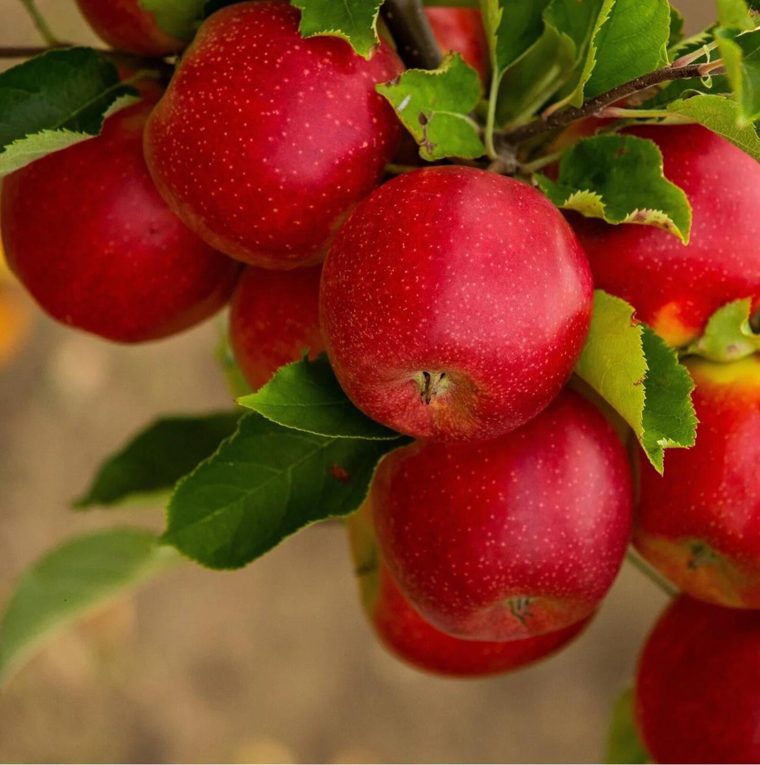The Apple Tree Premium Seeds Malus pumila Fall Plants – Heirloom, Non-GMO, High Germination Organic Garden Seeds
