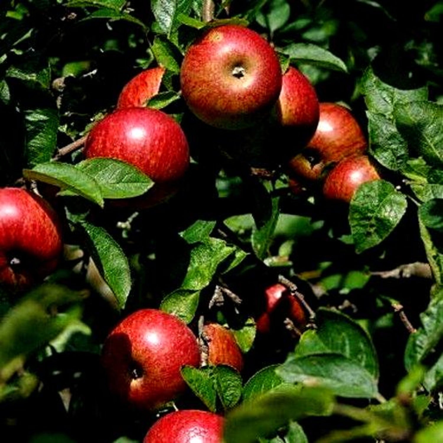 The Apple Tree Premium Seeds Malus pumila Fall Plants – Heirloom, Non-GMO, High Germination Organic Garden Seeds
