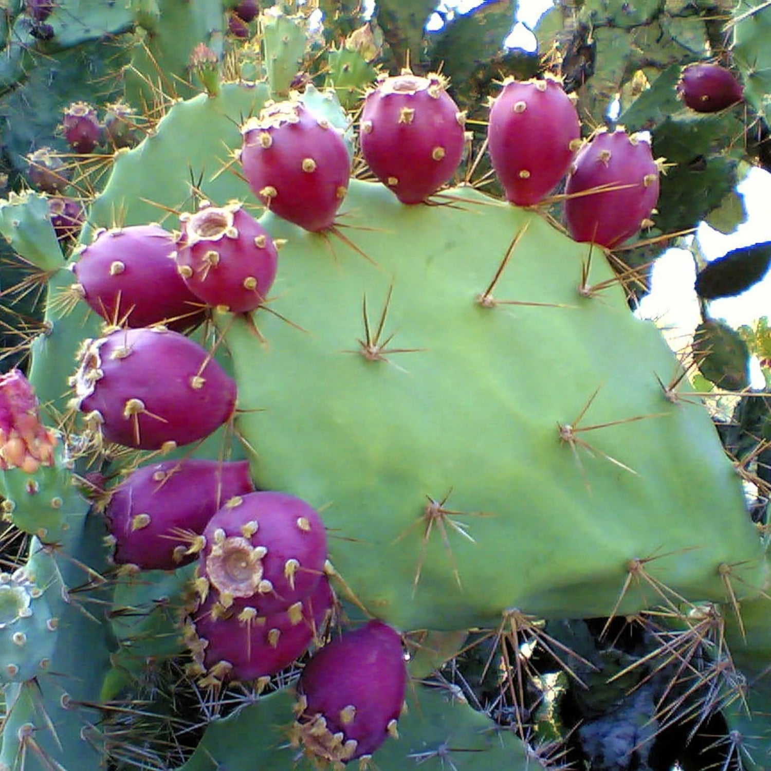 Pink Opuntia Chlorotica Planting Seeds for Garden - Heirloom Seeds for Home Garden, GMO Free Seeds
