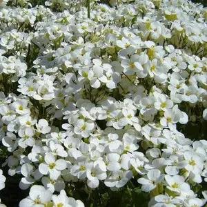 White Aubrieta Rock Cascade Flower Seed-Heirloom & Non-GMO Seeds for planting Dhara Seeds