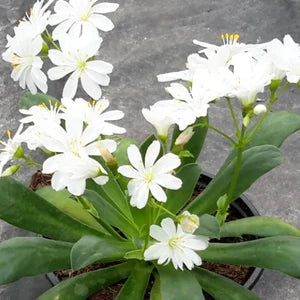 White Nevada Lewisia Flower Seeds for Planting - 100