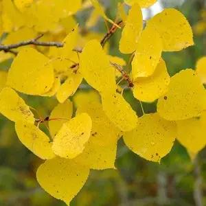 Populus tremuloides (Quaking Aspen) Seeds for Planting – Heirloom, Non-GMO Seeds Dhara Seeds