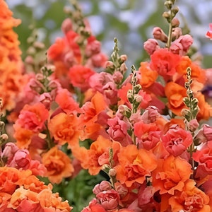 Double Orange Hollyhock Alcea rosea Seeds for Planting in Flower Bed & Garden