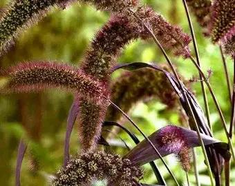 Foxtail Millet Red Jewel Ornamental plant seeds- NON GMO Seeds for planting in home garden