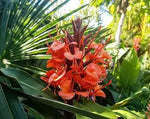 Bugle Lily Watsonia Pillansii Flower Seeds for Planting-Heirloom & Non-GMO Garden Seeds Dhara Seeds