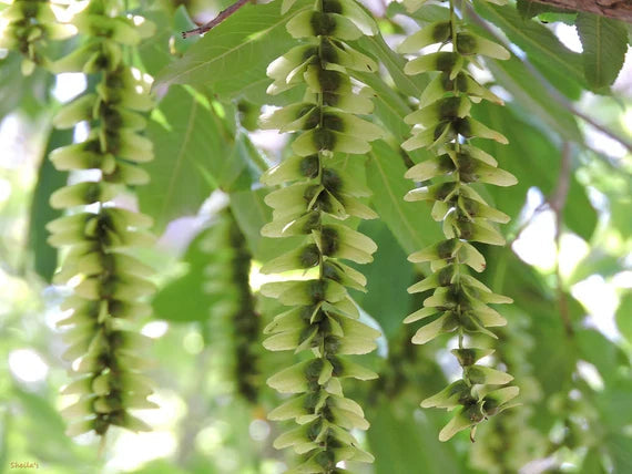 Pterocarya Stenoptera Plant Seeds for Planting - 100 seeds for planting in home garden