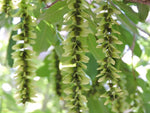 Pterocarya Stenoptera Plant Seeds for Planting - 100 seeds for planting in home garden