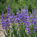 Blue Penstemon Flower Seeds for Planting - 100 seeds for planting in home garden