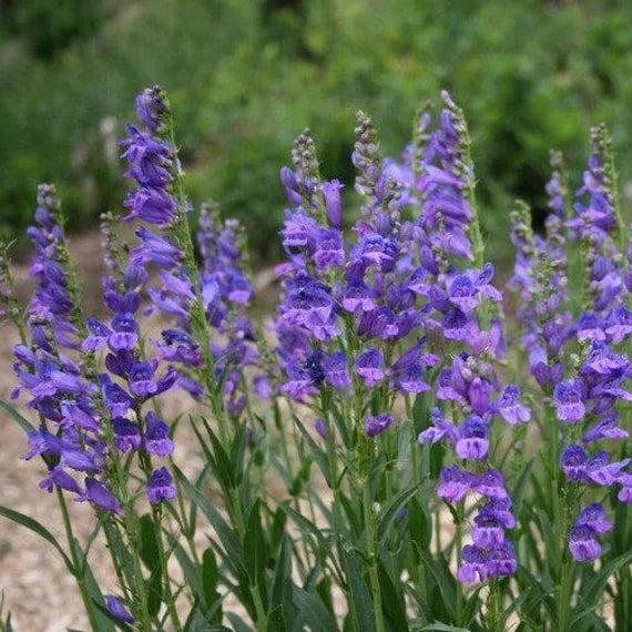 Blue Penstemon Flower Seeds for Planting - 100