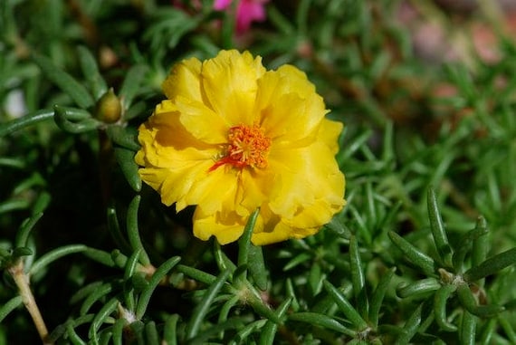 Moss Rose Portulaca Grandiflora Yellow Flower Seeds for Planting