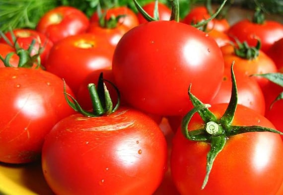 Tomato Andromeda F1 Solanum lycopersicum vegetable seeds for planting in vertical garden or home garden