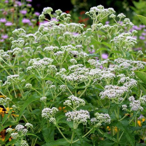 Boneset Seeds