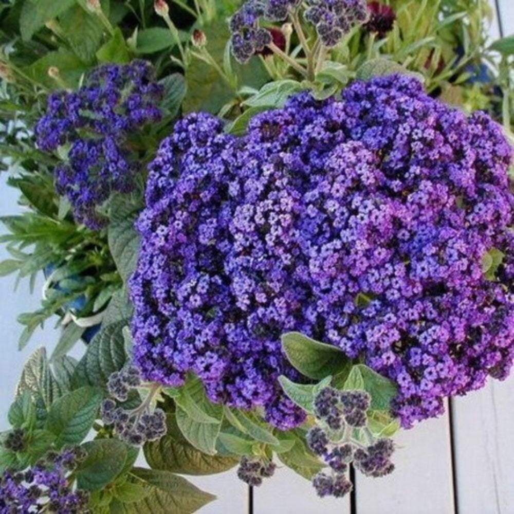 Purple Heliotrope Flower Seeds for Planting, 100 pcs