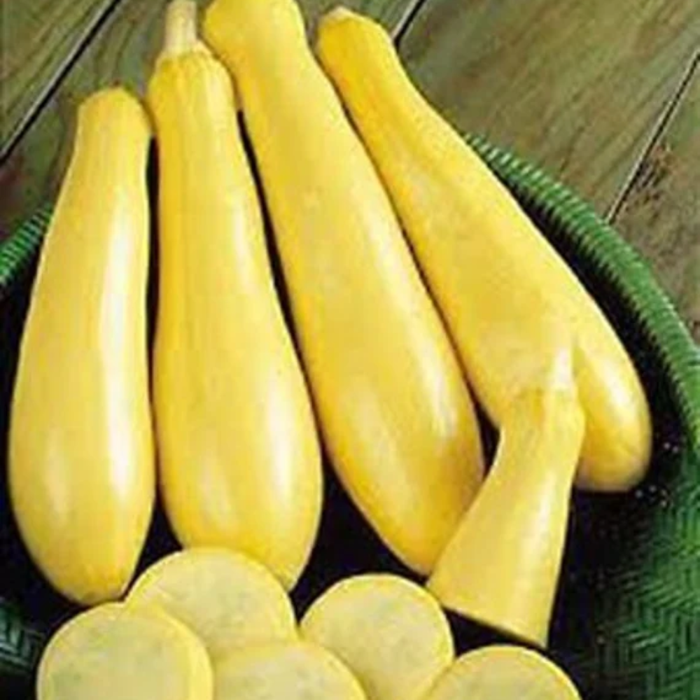 Straightneck Squash Seeds for Planting Non-GMO Heirloom Fresh Garden Seeds for Planting USA
