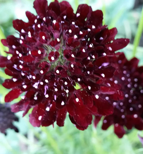 Black Beauty Organic Scabiosa Seed