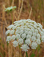 Queen Anne's Lace White Flower Seeds for Planting - NON GMO Seeds for planting in home garden