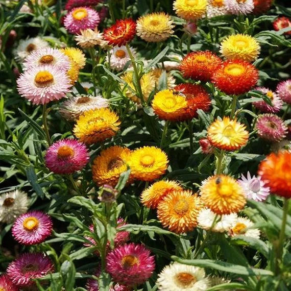 Mixed Helichrysum Flower Seeds for Planting - 100