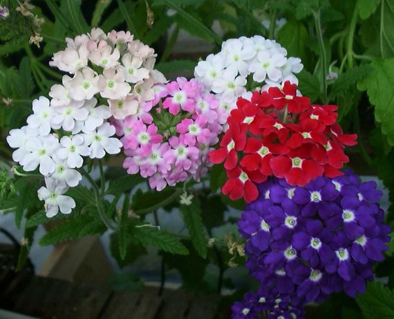 Peach Verbena Didyma Flower Seeds for Planting 100