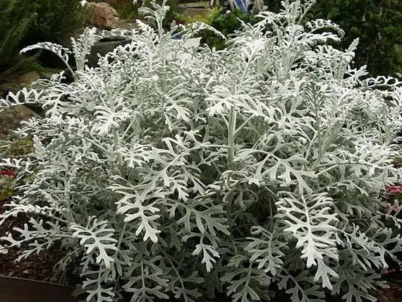 Dusty Miller Silver Dust Seeds for Planting - NON GMO Seeds for planting in home garden
