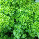 Parsley Plant Seeds for Planting - 100 pcs for planting in home garden