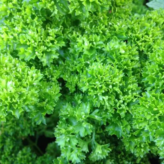Parsley Plant Seeds for Planting - 100 pcs for planting in home garden
