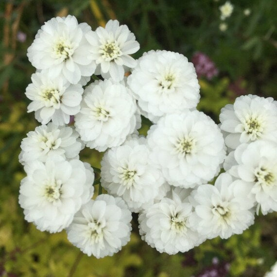 White Pellitory Flower Seeds for Planting, 100