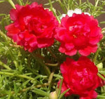Red Portulaca Flower Seeds for Planting - NON GMO Seeds Dhara Seeds