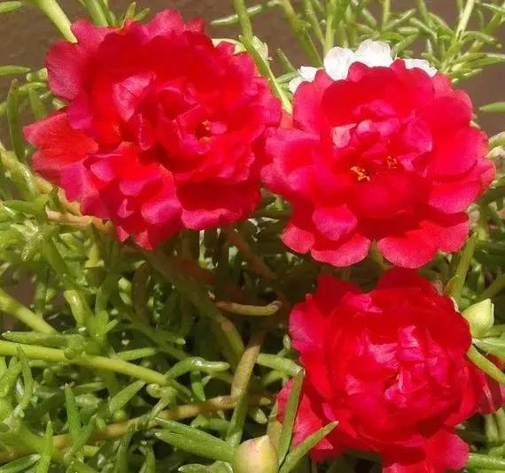 Red Portulaca Flower Seeds for Planting - NON GMO Seeds Dhara Seeds
