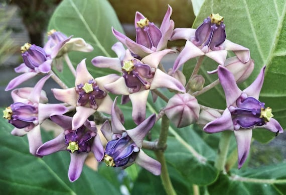 Purple Calotropis Gigantea Plant Seeds for Planting - NON GMO Seeds