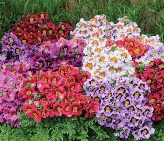 Micrantha Flower Seeds for Planting - 100 pcs