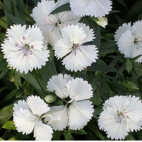 White Dianthus Flower Seeds for Planting, 100 pcs for planting in your garden.