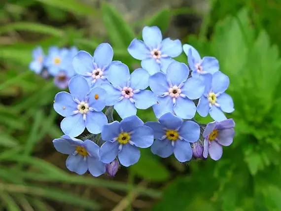 Heirloom Blue Alpine Forget-Me-Not Flower Seeds for Planting, Myosotis Alpestris, Non-GMO for planting in home garden