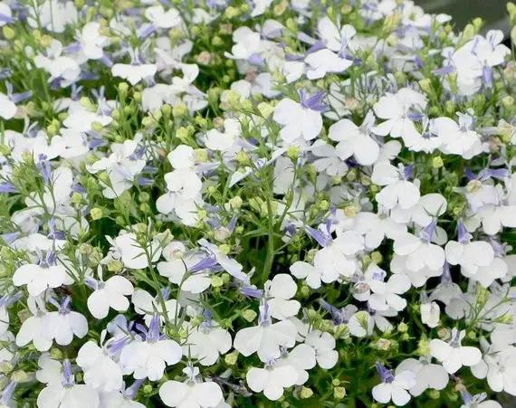 Lobelia Pendula White Lady Cascade Flower Seeds for Planting - N0N GMO Seeds Dhara Seeds