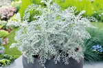 Dusty Miller Silver Dust Seeds for Planting - NON GMO Seeds Dhara Seeds