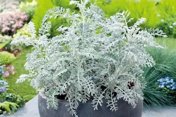 Dusty Miller Silver Dust Seeds for Planting - NON GMO Seeds Dhara Seeds