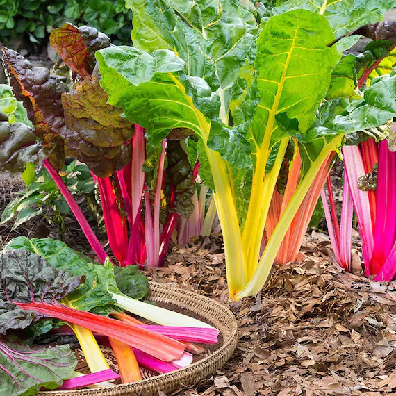 Pink Green Swiss Chard Vegetable Seeds for Planting, heirloom & Non-GMO Seeds