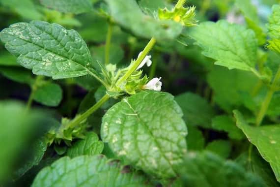 Green Mentha Spicata (Spearmint) Herb Plant Seeds for Garden and Flavor Scientific Name Placeholder for planting in home garden