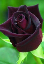 Deep Red Rose Plant Seeds for Planting - Heirloom Non-GMO Garden Seeds for Your Garden for planting in home garden