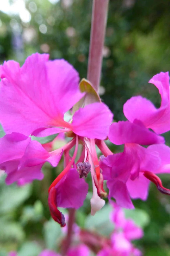 Purple Clarkia Flower Seeds – Heirloom, Non-GMO Seeds for Planting Elegant Garden Blooms