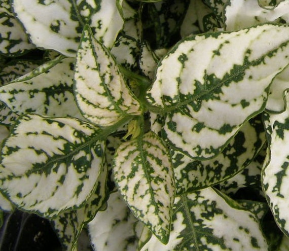 White Green Hypoestes Polka Plant Seeds for Planting - 100