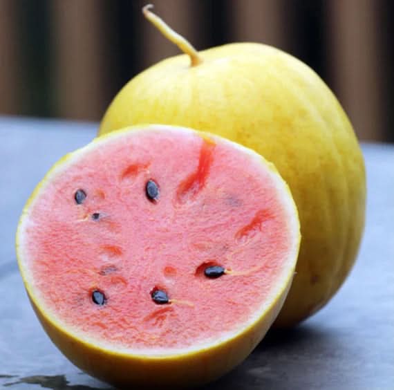 Golden Midget Watermelon Fruit Seeds for Planting- Grow Your Own Refreshing Watermelon Variety