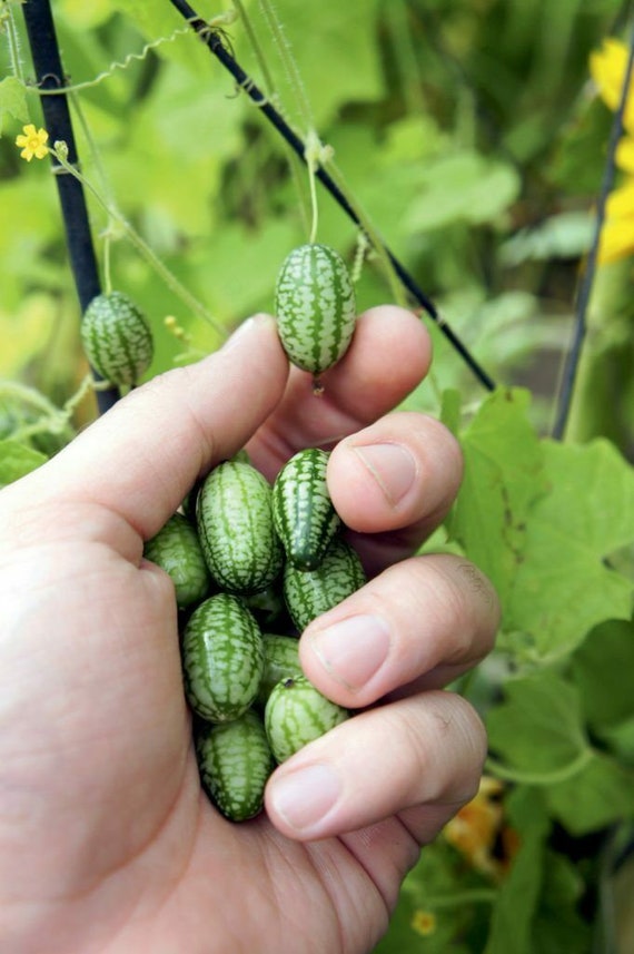 Mini Watermelon Citrullus lanatus Seeds for Planting in Vegetable Patch & Garden