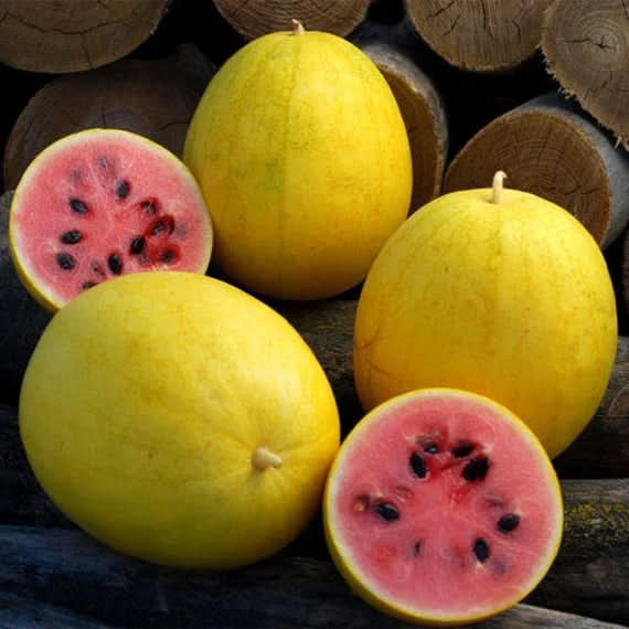 Golden Midget Watermelon Fruit Seeds for Planting- Grow Your Own Refreshing Watermelon Variety