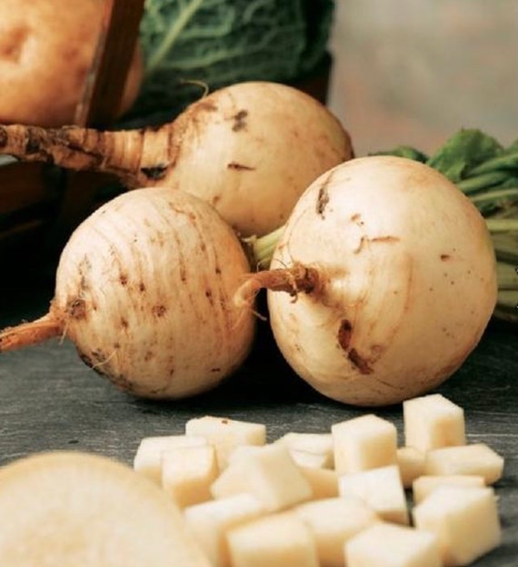Turnip Brassica rapa Golden Globe vegetable seeds for planting in backyard garden or kitchen garden