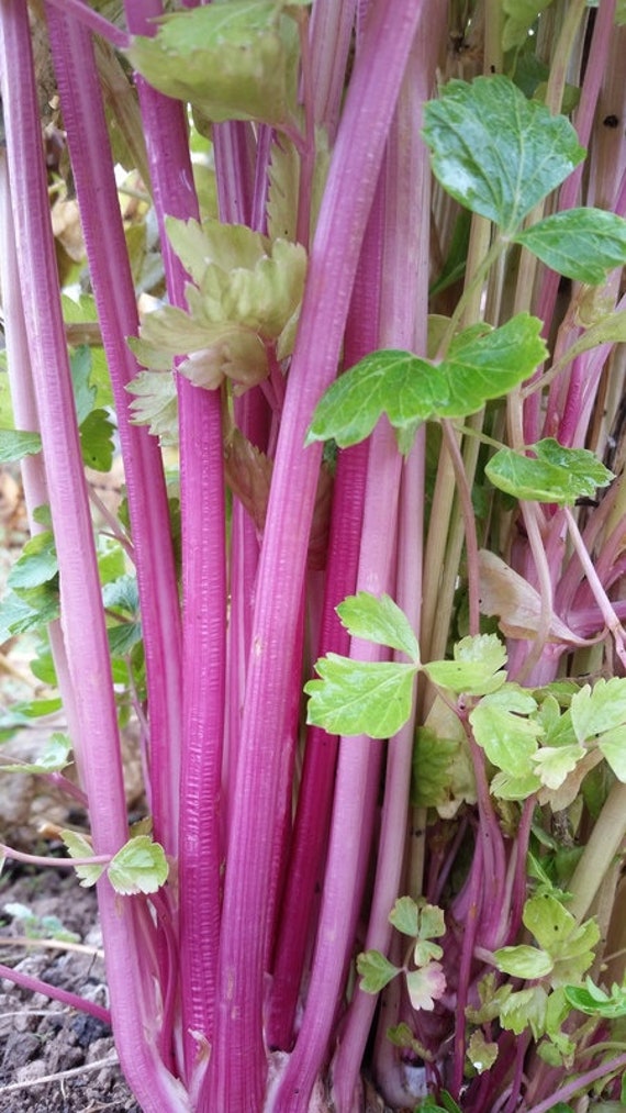 Heirloom Non-GMO Peppermint-Stalked Pink Celery Seeds