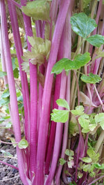 Heirloom Non-GMO Peppermint-Stalked Pink Celery Seeds